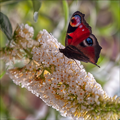 BUY NOW! A TASTE OF NECTAR - FINE ART PRINT