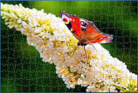 BUY NOW! IT'S A BUDDLEIA PARTY - web-playable jigsaw