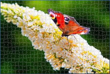 BUY NOW! IT'S A BUDDLEIA PARTY Digital Jigsaw - Own it Forever