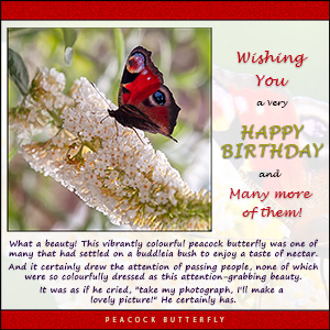 A "Birthday" e-Card - A BIRTHDAY e-CARD - with Fine Art Photographic Image of The Peacock Butterfly - WHAT A BEAUTY