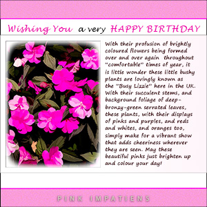 A "Birthday" e-Card - PINK BUSY LIZZIES