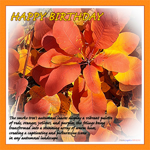 A BIRTHDAY e-CARD - "THE SMOKE TREE"