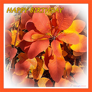 A BIRTHDAY e-CARD - "THE SMOKE TREE"