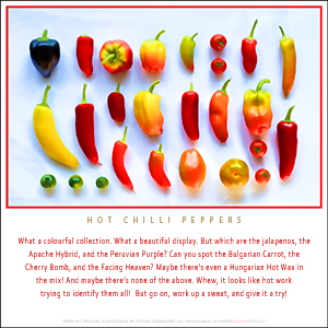 A "BLANK" Add Your Own Message e-Card - HOT CHILLI PEPPERS