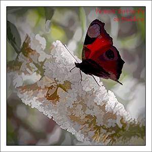 A "Blank - add your own message" e-Card - THE PEACOCK BUTTERFLY - A TASTE OF NECTAR