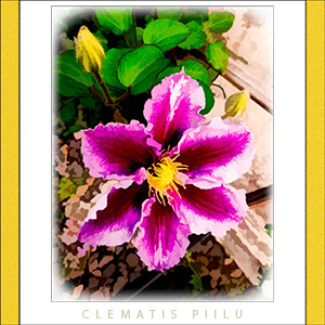 A "Blank" e-Card - CLEMATIS PIILU