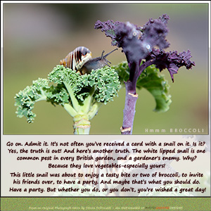 A "Blank" e-Card - THE GARDEN SNAIL