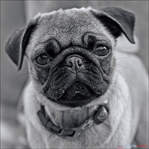 A "Blank - add your own message" e-Card with Fine Art Photographic Image of THE LITTLE PUG