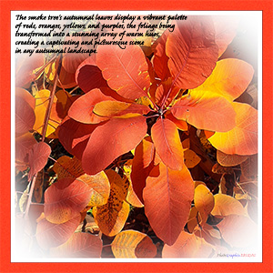 A CHRISTMAS e-CARD - THE SMOKE TREE