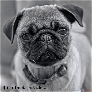 A "Blank - add your own message" e-Card - with Fine Art Photographic Image of An "add-your-own-message" BLANK e-Card - with Fine Art Photographic Image of IF YOU THINK I'M CUTE ...