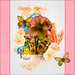 A BLANK e-CARD "A CHRISTMAS ROSE IN CELEBRATION OF SPRING"