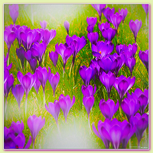 A BLANK e-CARD - THE CROCUS IN SONG