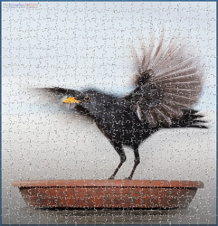 BUY NOW! A BLACKBIRD TAKES FLIGHT Digital Jigsaw - Own it Forever