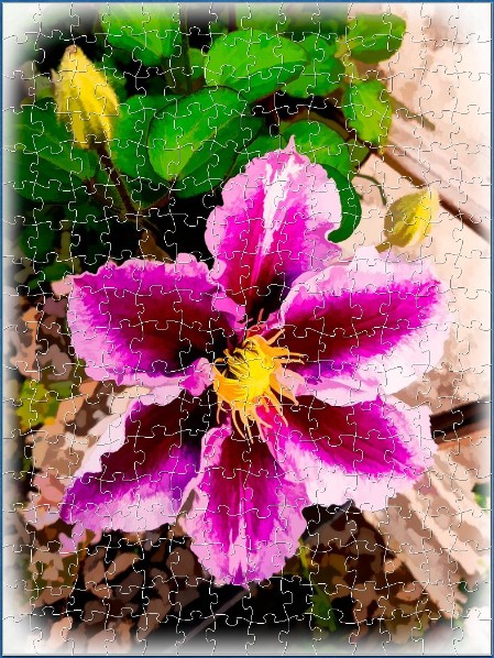 BUY NOW! CLEMATIS web-playable jigsaw