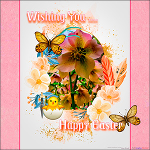 An EASTER e-CARD "A CHRISTMAS ROSE IN CELEBRATION OF SPRING"
