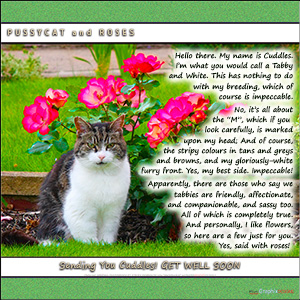 A "Get Well" e-Card - with Fine Art Photographic Image of PUSSYCAT and ROSES