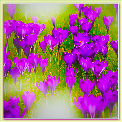 BUY NOW! THE CROCUS IN SONG - FINE ART PRINT