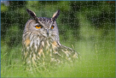 BUY NOW! LONG EARED OWL - web-playable jigsaw