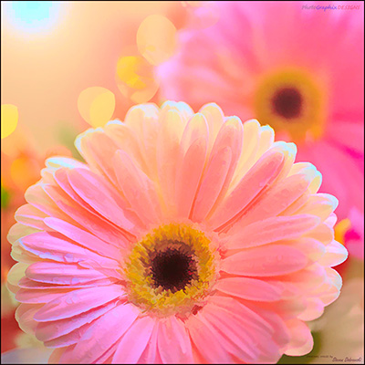 BUY NOW! PINK GERBERAS - A Touch of Grace - PHOTOGRAPHIC ART PRINT