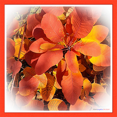 BUY NOW! THE SMOKE TREE - FINE ART PRINT