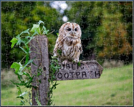 BUY NOW! TAWNY OWL LOVES TO POSE - web-playable jigsaw