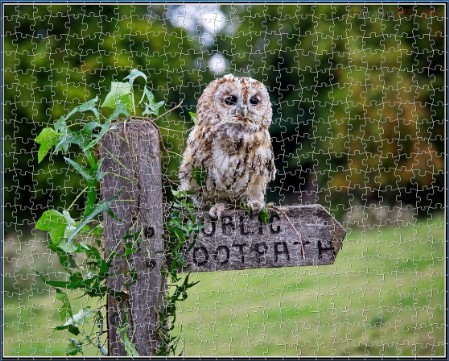 BUY NOW! TAWNY OWL LOVES TO POSE Digital Jigsaw - Own it Forever
